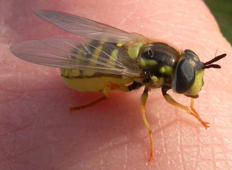 Syrphidae confidente